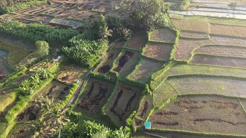 Aerial view of morning in rice field Bali in traditional village