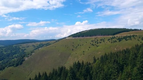 European Mountain Pine Forest Nature