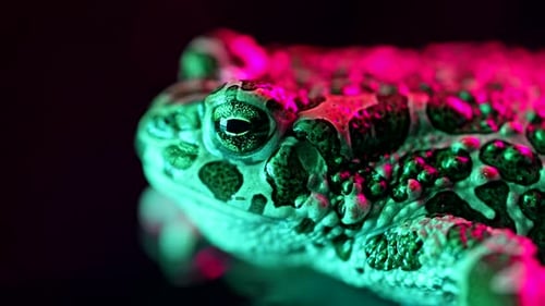 Extreme Close-Up of a Toad's Head in Color Light