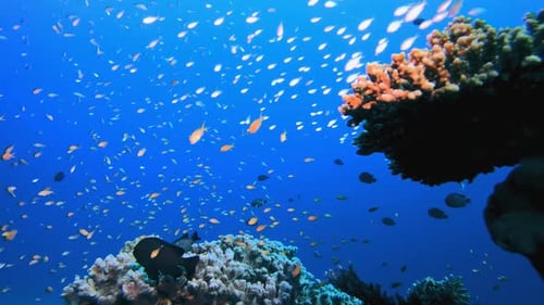 Colorful Fish Swimming Near Coral Reefs Underwater