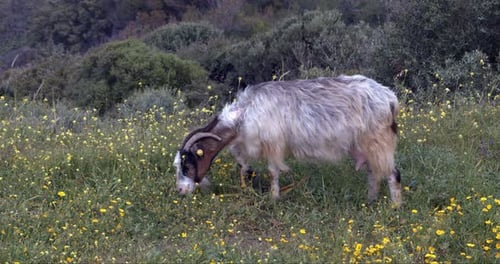 Goat Grazing On The Mountain