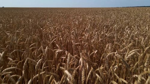 Wheat harvest, wheat field background in the sun day