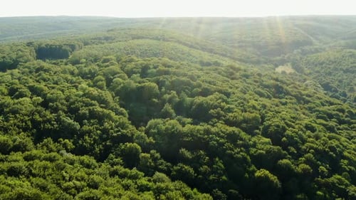 Vista aérea sobrevolando colinas cubiertas de bosque verde en un día soleado de verano con rayos de sol