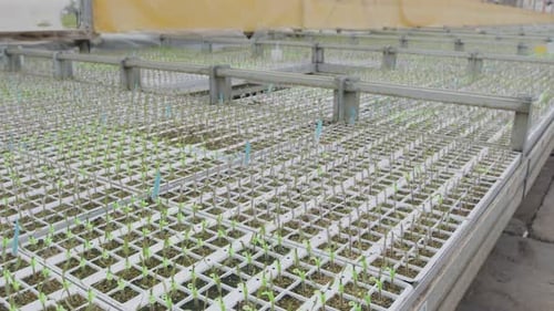 Rows of Plant Seedlings Growing in a Greenhouse