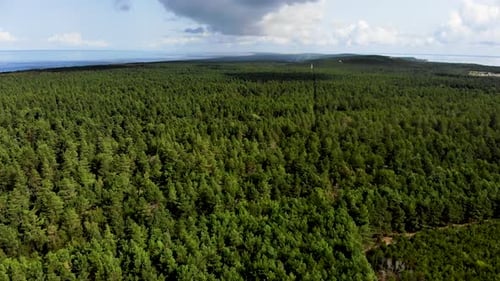 AERIAL: flying over pine forest in a sunny day beneath the cloudy sky while huge cloud cast shadow