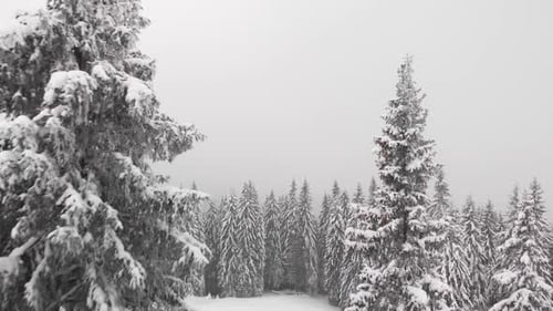 Aerial Winter Pine Forest and Cabin Hut