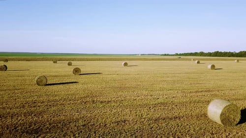 Agriculture And Wheat Field