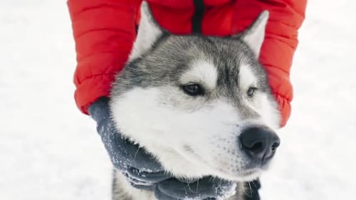 Close Up of Adorable Husky Dog in the Snow