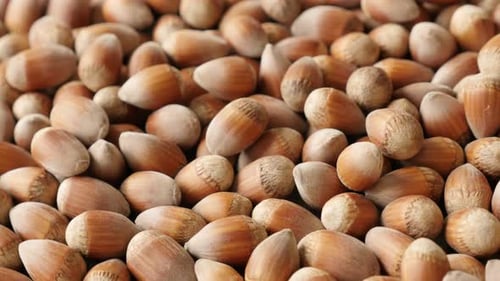 Ripe hazelnuts on the table close-up slow tilt 4K 2160p 30fps UHD footage - Heap of Corylus avellana