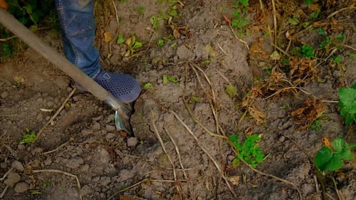 Harvest Potatoes in the Garden in the Hands