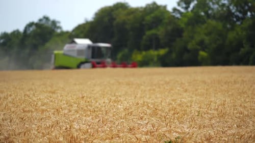 Grain harvester combine work in field. Work of combine harvester on wheat field