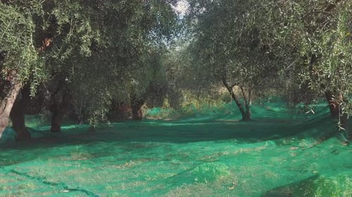 Olive trees agriculture. Organic cultivation. Rural farming. Mediterranean food. Olives oil ingredi