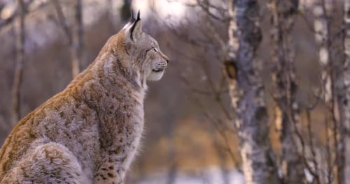 Close-up of a Alert Eurasian Lynx Sitting on a Rock in Forest Looking for Prey