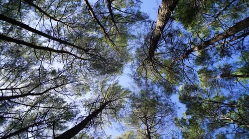 Looking Up at Green Trees Against Blue Sky