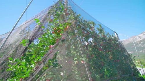 Scenic Apple Orchard Under Mesh Netting