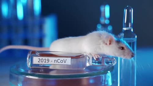 White Rat Sitting on Lab Vial