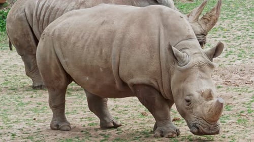 Südliches Breitmaulnashorn (Ceratotherium simum simum). Kritisch gefährdete Tierarten.