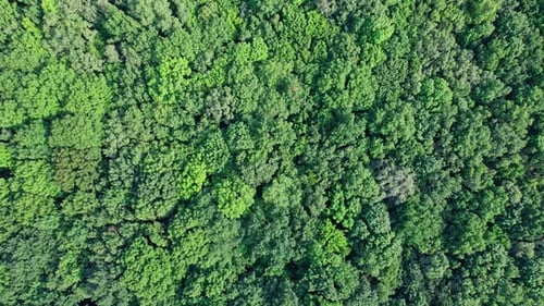 Aerial Top View of Green Forest on a Summer Day