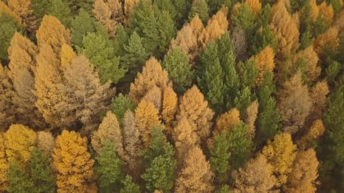 Aerial Footage of Colorful Forest in Autumn Season. Yellow and Green Trees