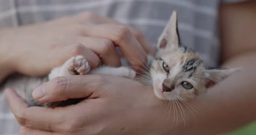 Slow motion shot close up adorable domestic kitten hugged on woman arms.