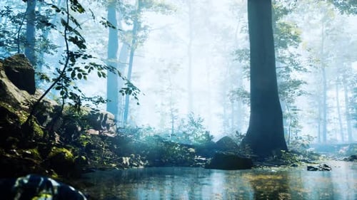 Forest with Pond and Mist with Sunrays