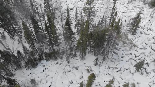 Flight Above Winter Snowy Spruce and Pine Forest with Frozen Trees Covered with Snow.