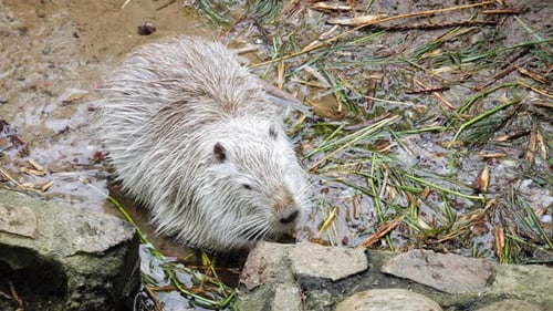 Nutria de pele branca (Myocastor Coypus) na margem do rio. Fechar acima