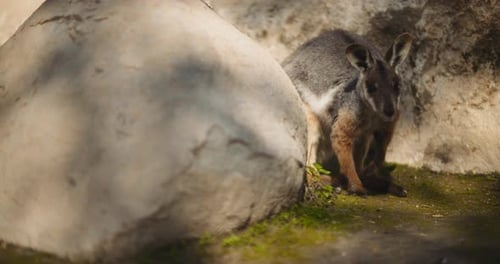 Gros plan d'un wallaby à pieds jaunes se cache derrière le rocher. BMPCC 4K