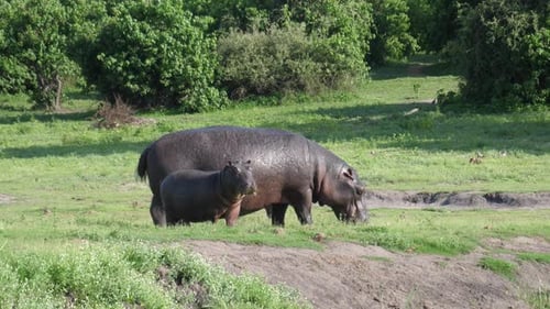 Baby hippo looking around next to a river