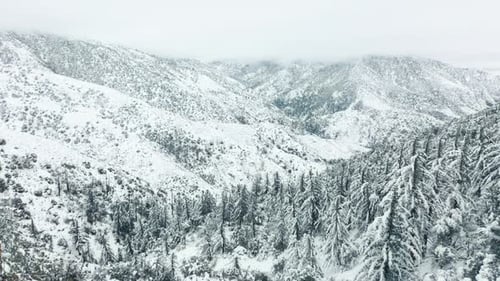 Aerial View Frozen Pine Forest Snow Covered High Trees Winter