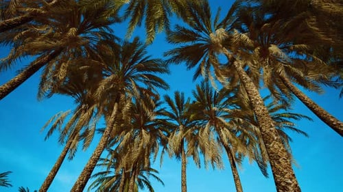 Palmen am blauen Himmel-Hintergrund