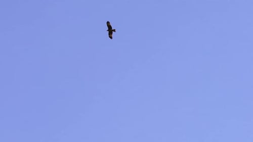 Zwei Adler fliegen im blauen Himmel. Es ist Eagle's Wings. Silhouette der Vögel und Fliegen. Freiheit der Natur