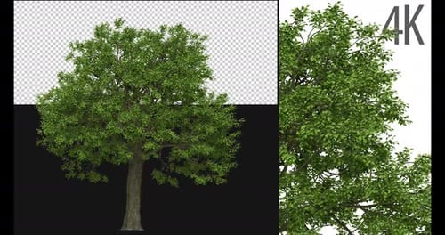 Green Tree Blowing in Wind Alpha Channel