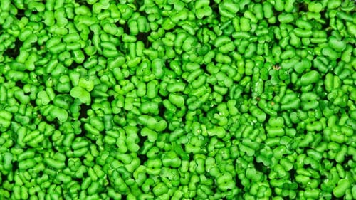 Lush Green Microgreens Growing in Dense Pattern