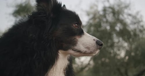 Nahaufnahme eines Hundes, der in die Ferne schaut und dann seinen Kopf auf die Veranda legt. Handgehaltener Schuss