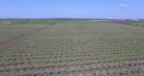 Large Blooming Apple Orchard