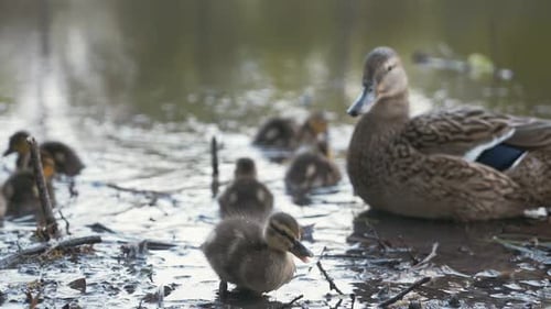 Famille d'animaux sauvages Mama Duck avec des canetons nouveau-nés dans les conditions naturelles de la faune