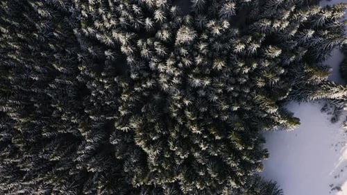 Aerial Top View of Snow Covered Trees, Flyover Winter Forest in Mountains