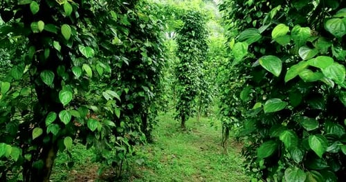 Drone Shot Through A Black Pepper Creeper Plantation 2