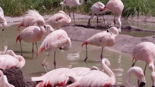 Flock of Pink Flamingos Standing and Resting