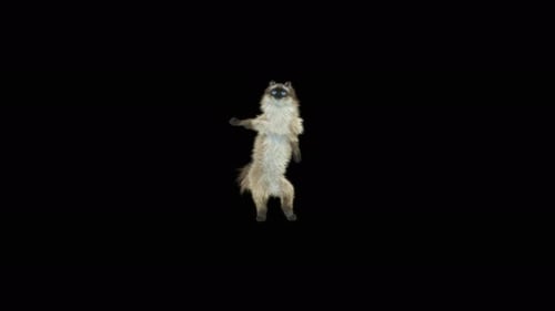 Katze tanzt HD
