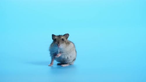 Adorable Dwarf Hamster Grooming on Blue Background
