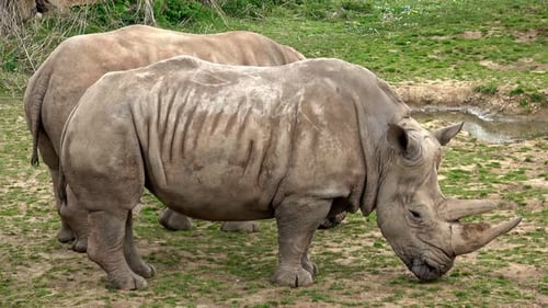 Südliches Breitmaulnashorn (Ceratotherium simum simum).