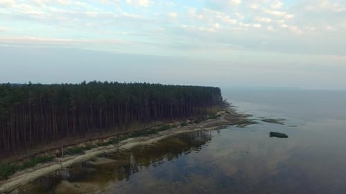 Pine Forest on Sandy Lake Shore