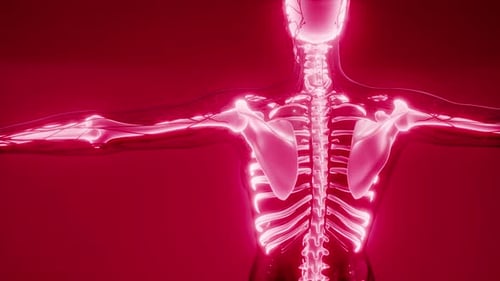 3D Human Anatomy Scan: Skeletal and Circulatory Systems