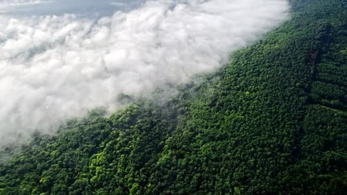 Aerial Drone View of Beautiful Mountain Forest During Misty Early Morning After Rain