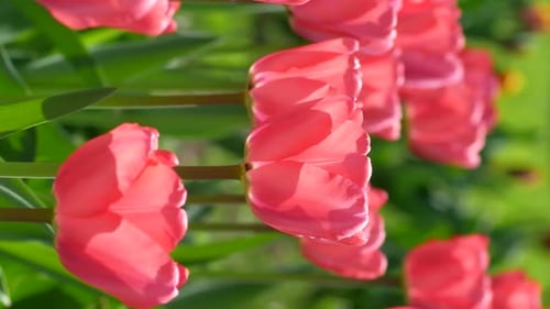 Close Up of a Pink Tulip Patch