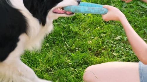 Young Adult and Dog Play Tug of War