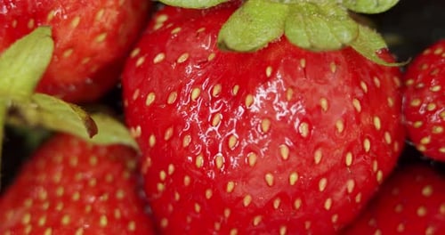 Frische Erdbeeren, langsam rotierend. Makro Nahaufnahme.