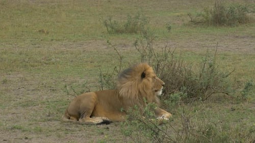 Ruhender Löwe in Afrika